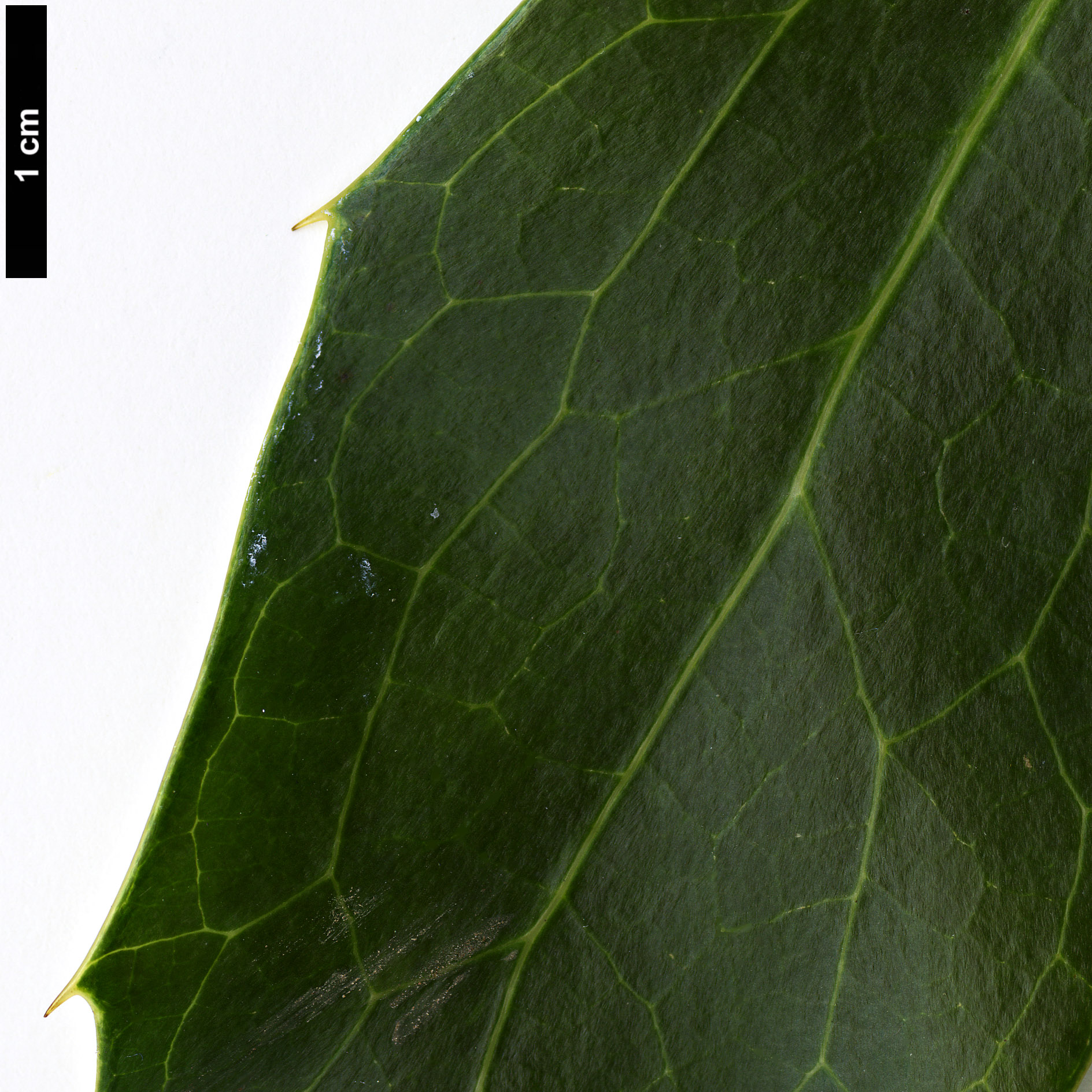 High resolution image: Family: Berberidaceae - Genus: Mahonia - Taxon: gracilipes